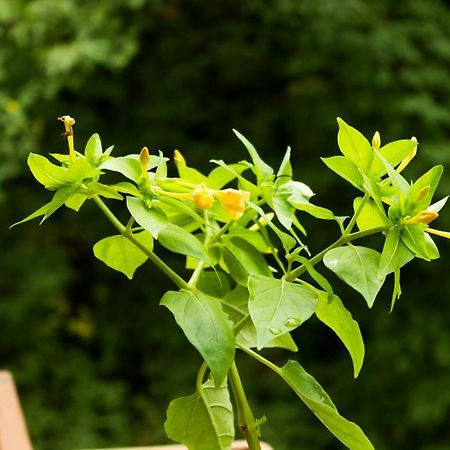 B&B Da Thais Un Piacevole Relax Triest Zewnętrze zdjęcie
